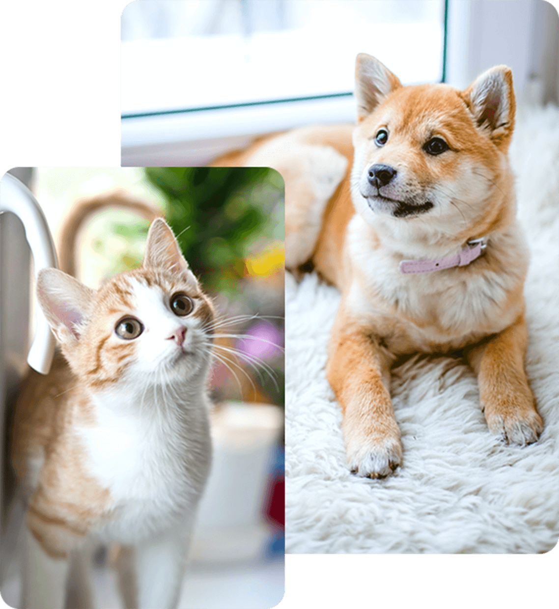 犬と猫の写真